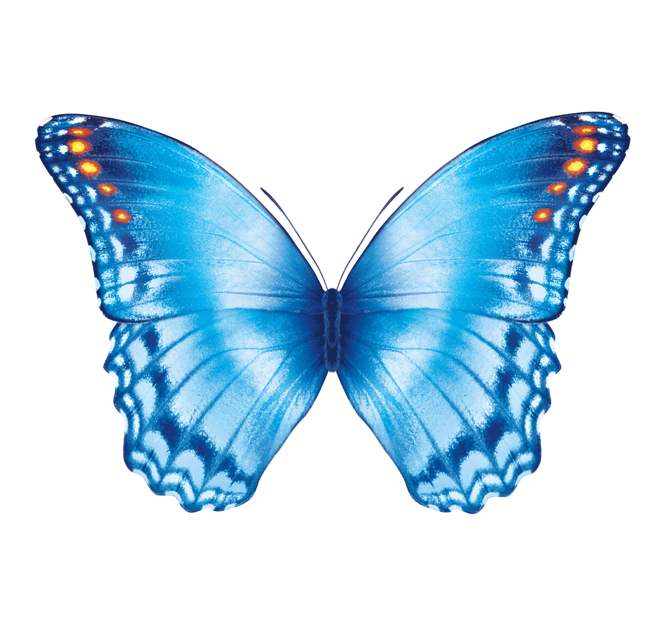 Transparent Butterfly Gif Images