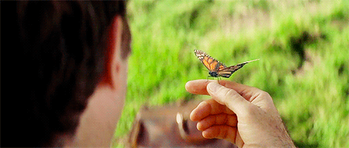 butterfly-animation-73.gif