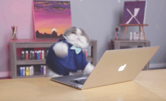 GIFs Typing Cats. Funny Pussycats Using Keyboard (25 pieces)
