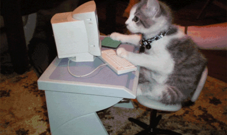 GIFs Typing Cats Funny Pussycats Using Keyboard (25 pieces)
