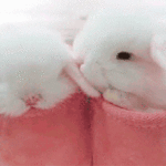 Roztomilé zajíčky GIF - 105 animovaných obrázků gif zdarma
