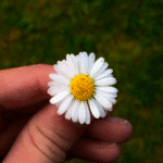 Madeliefjes GIF's