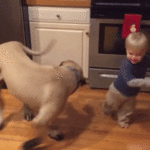 GIFs of Dogs Chasing Their Tail