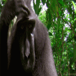Legrační zvířata GIF - 150 animovaných obrázků, abyste se pobavili