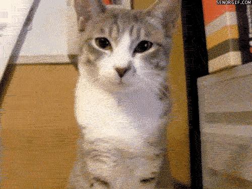Гифки со смешными котиками. Более 100 анимированных картинок GIF