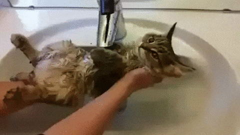 Funny Cats Gifs Really Large, Cat Stuck In Bathtub Gif
