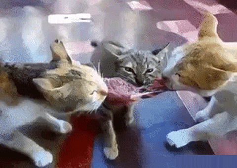 Гифки со смешными котиками. Более 100 анимированных картинок GIF