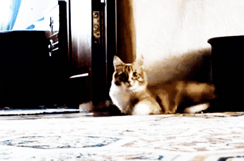 Funny Cats Gifs Really Large, Cat Stuck In Bathtub Gif