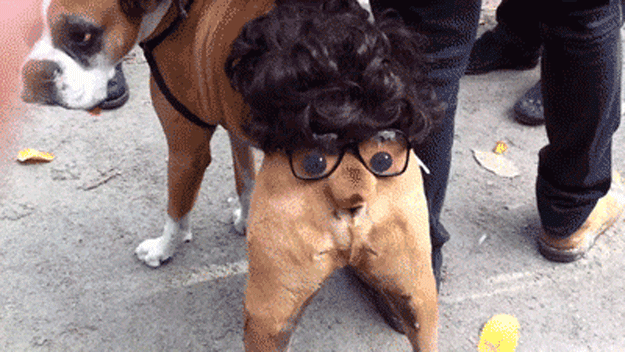 Funny Animals Gifs 150 Animated Pics To Have Some Fun