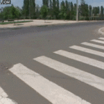 Funny Dogs GIFs - 112 Pieces of Moving Pictures