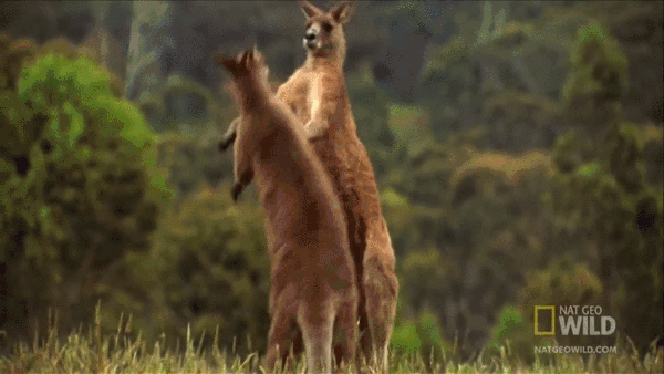 gif-funny-fight-12.gif