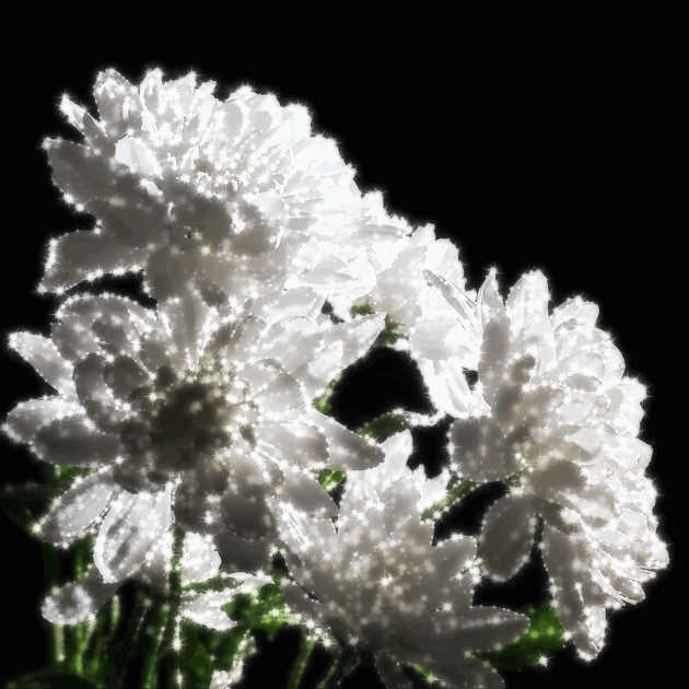 chrysantemium-13