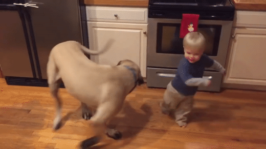 Logro Memorizar Asistir Gifs de perros persiguiendo su cola. 40 imágenes animadas