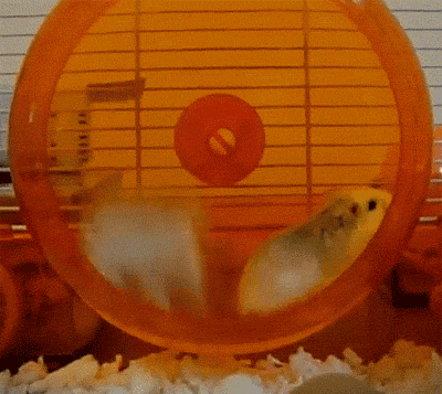 Hamster Wheel GIFs - 70 Animated Rodents Run in a Wheel