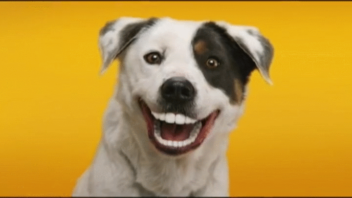 bueno Biblia tienda de comestibles Sonriendo perros en GIFs - 30 imágenes animadas de lindas sonrisas