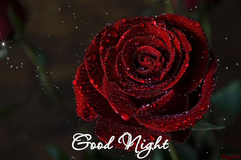 Good Night Gifs Over 130 Pieces Of Animated Wishes For Her Or Him