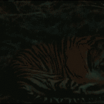 Le GIF con le tigri - 100 immagini animate con sbadigli e animali dormenti