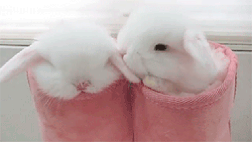Cute Bunnies GIFs - 105 Animated GIF Images for Free