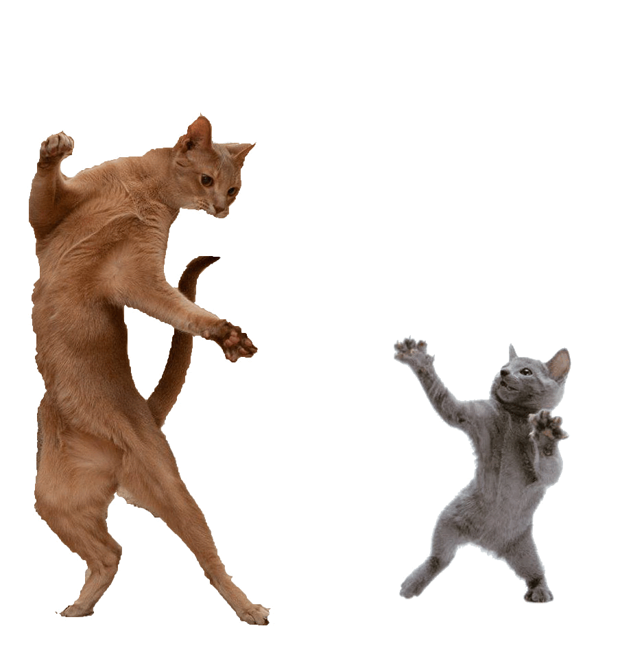 dancing-cat-11