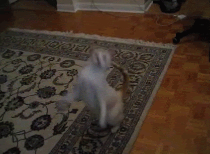 dancing-cat-16