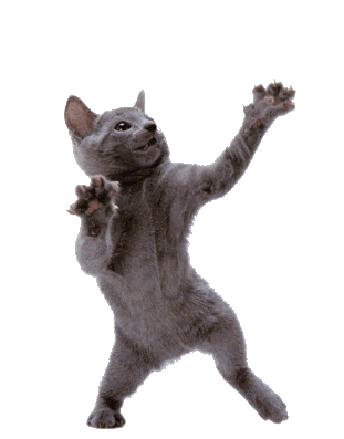 dancing-cat-53