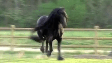 De beaux chevaux sur des GIFs - Étalons au galop - 130 animations GIF