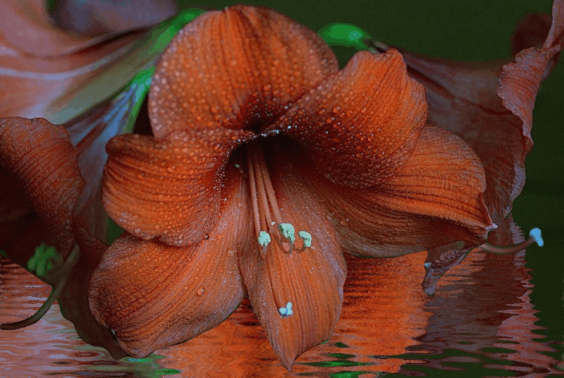 lilies-18
