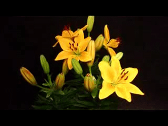 lilies-25
