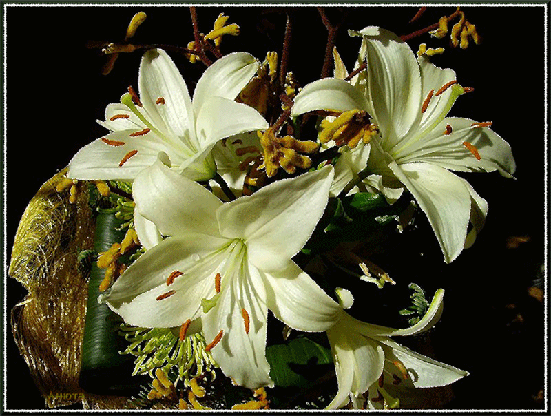 lilies-31