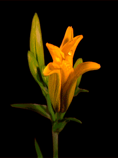 lilies-34