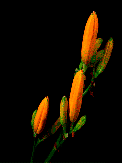 lilies-44