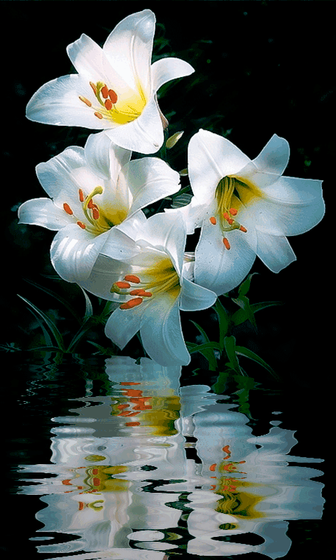 lilies-54