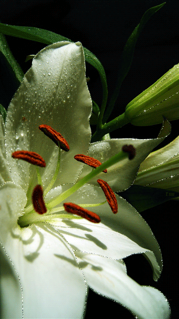 lilies-78