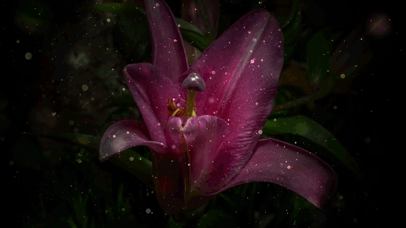 lilies-8