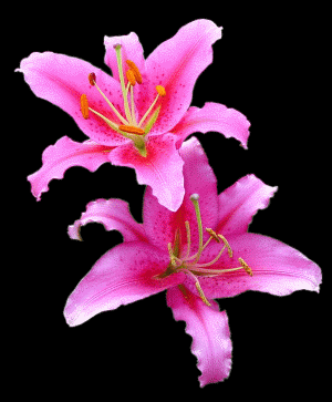 lilies-84