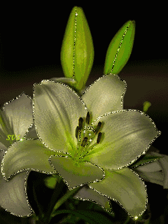 lilies-87