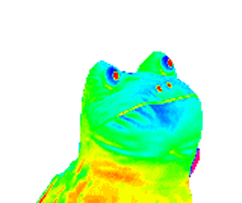 rainbow-frog-16