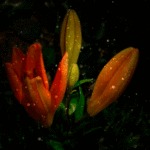 Гифки лилий - Красивые букеты, цветки и фоны на GIF анимациях