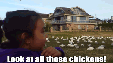 look-at-all-those-chickens.gif