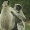 Hugs of Monkeys on GIFs - 18 Cute Animated Pics
