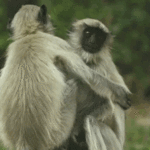 Abrazos de monos en GIFs - 18 lindas imágenes animadas
