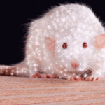 Szczury na GIFach - 80 animowanych obrazów tych gryzoni