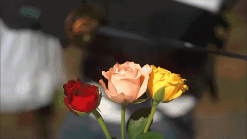roses-11.gif