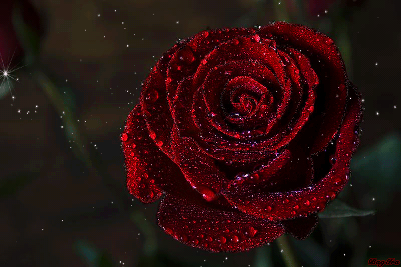 Rose Flower Gif Pic Best Flower Site