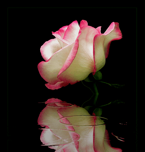 roses 42