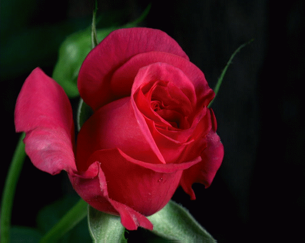 roses-49.gif