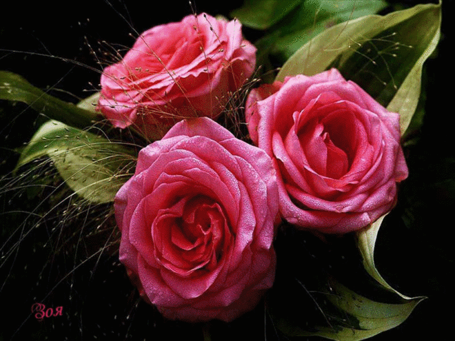 GIFs of Roses - Beautiful Bouquets of Different Colors - 60 pieces