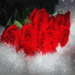GIFs de rosas, belos buquês de cores diferentes - 60 imagens animadas