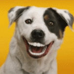 Улыбающиеся собаки на гифках - 30 анимированных изображений