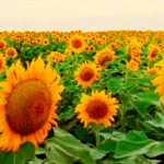 Slunečnice GIF - 95 krásných animací gif zdarma